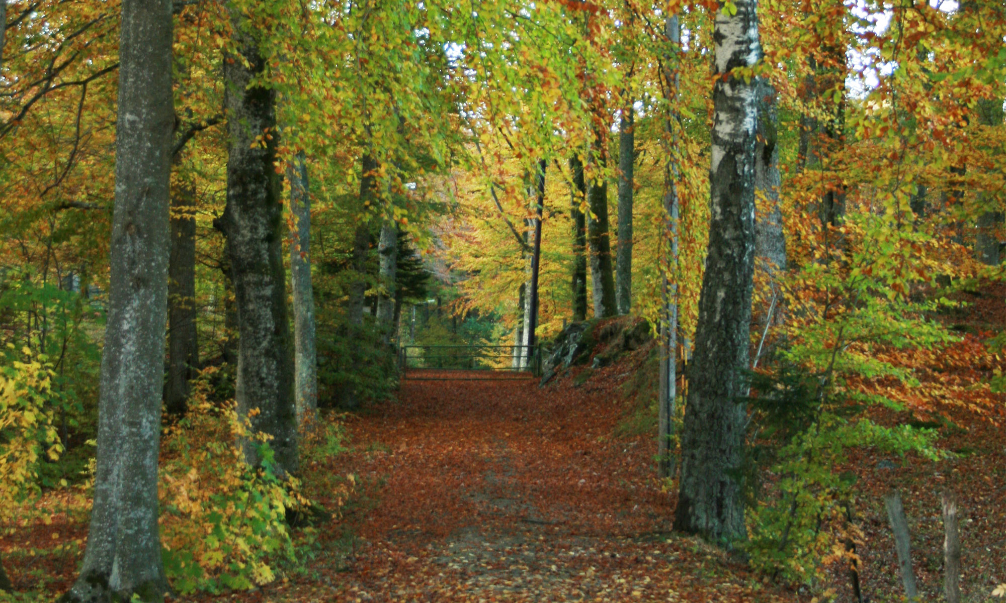 en bild på en skog i höstfärger. mitt i bilden syns en stig som ringlar sig genom skogen.
