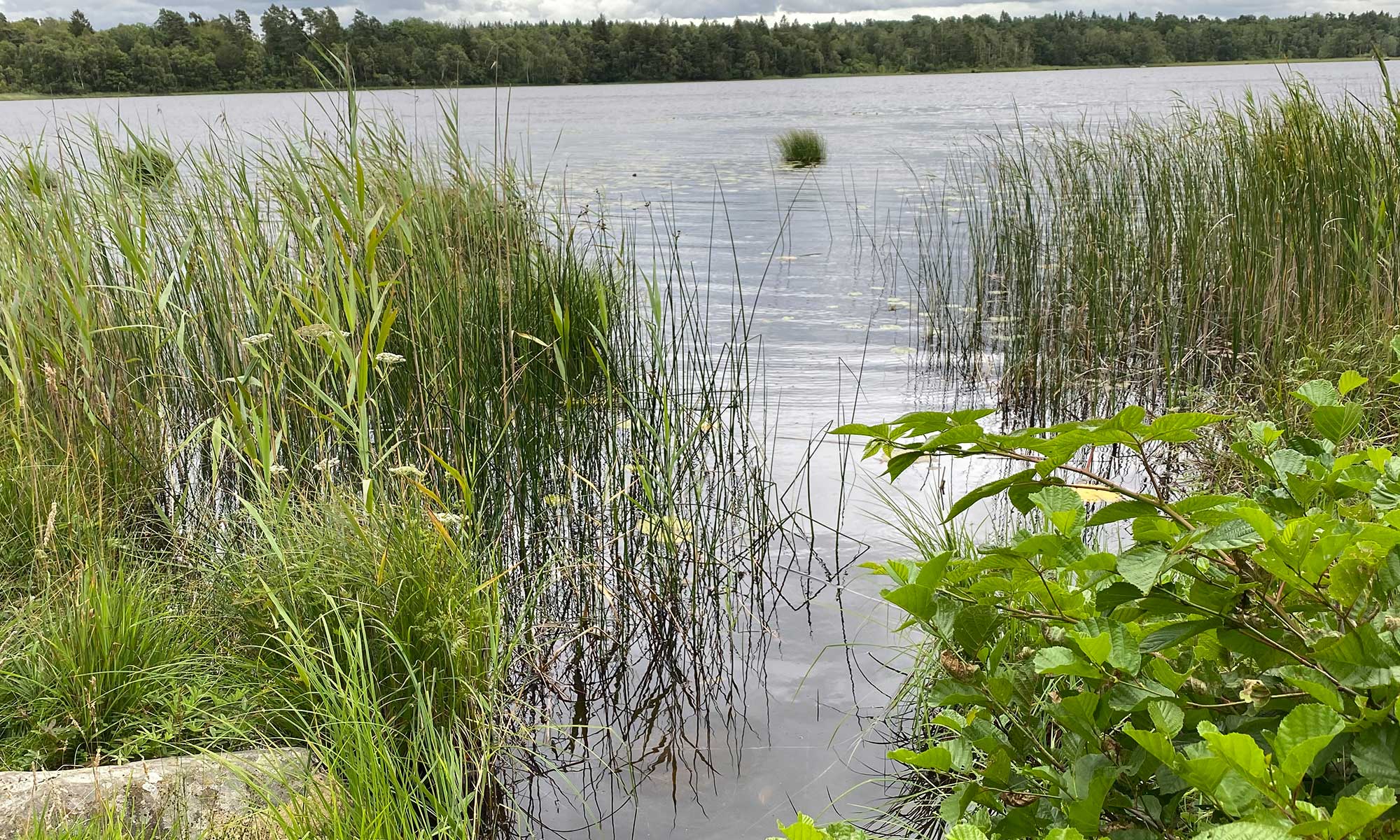 en bild på en sjö i sommartid. runt sjön syns vass och gräs